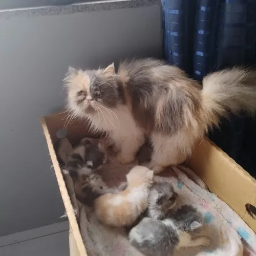 Gatos persas