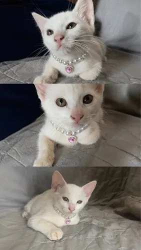 Gatinha pra adoção 