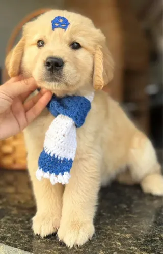Golden retriever maxo