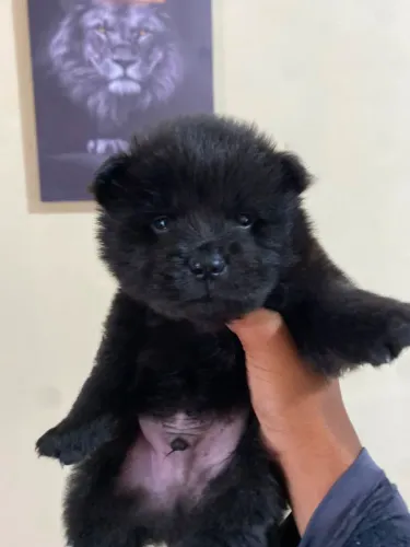 Chow Chow 