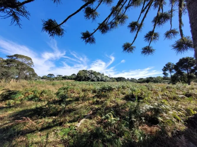50 ha de terras e matos em Capão Alto/ Cazuza Ferreira São Francisco de Paula