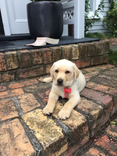 Filhotes De Labrador - Venha Buscar Seu Novo Companheiro Fiel