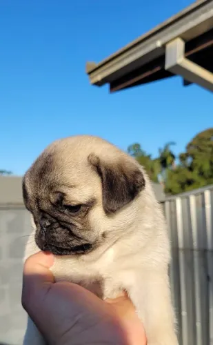 Filhote de Pug 