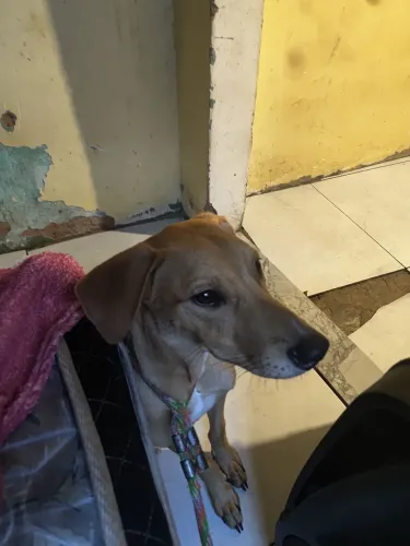 Cachorro de 8 mes