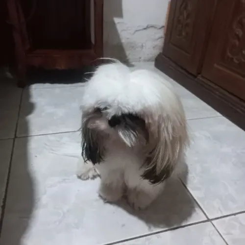 Vende - se lindos filhotes  de shitzu 