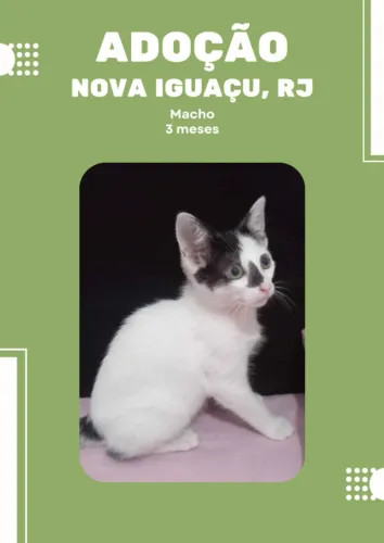 Gatinho frajola para adoção em Nova Iguaçu
