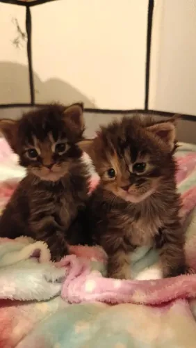 Maine coon