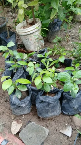 Vendo mudas de canela, Pitanga e banana pacovã 