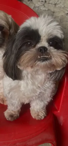 Fêmea de Shihtzu
