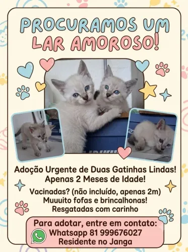 Irmãs siamesas para adoção responsável
