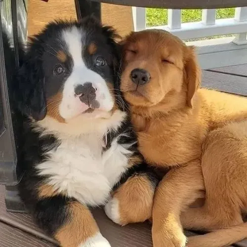 Bernese Companhia que cria momentos especiais