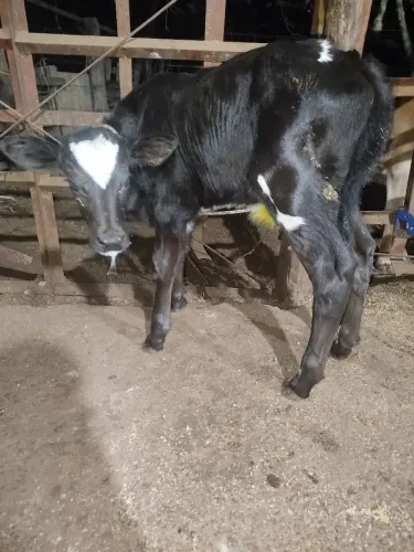 Bezerro macho
