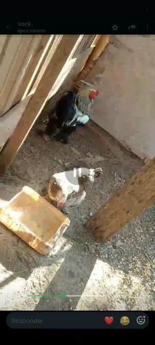 Galo é galinha da raça bhama