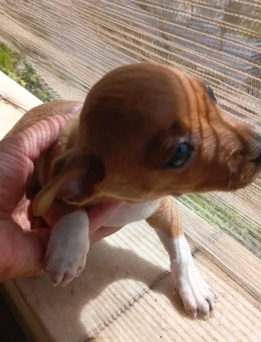 Cachorro Pincher 2
