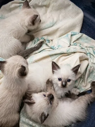 Filhote Gato Siamês