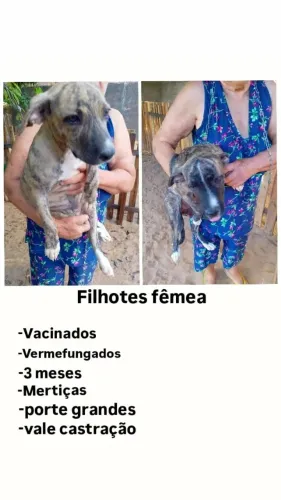 Doação de 02 cadelinhas irmãs raças mestiças de grande porte