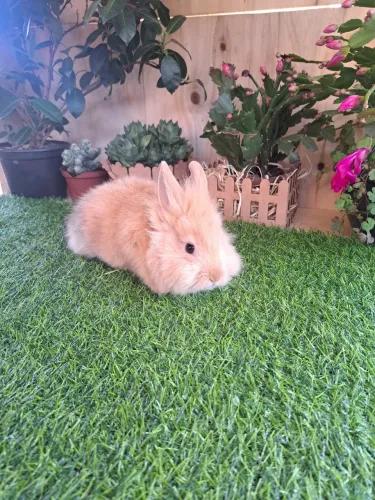 Mini coelhos