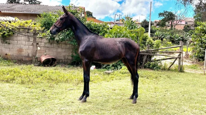 Potra mangalarga marchador 