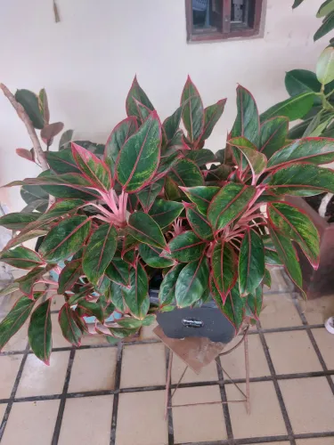 Aglaonema com Folhas Vermelhas e Verdes