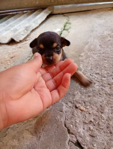Pincher macho 