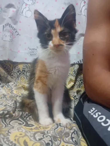 doação de gatinho filhote