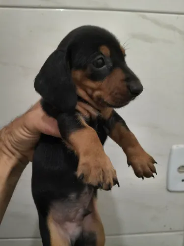 DASCHUND FÊMEA E MACHO