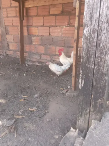 Vendo todos por apenas R$100,00 reais