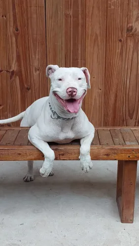 Stafordshire Bull Terrier