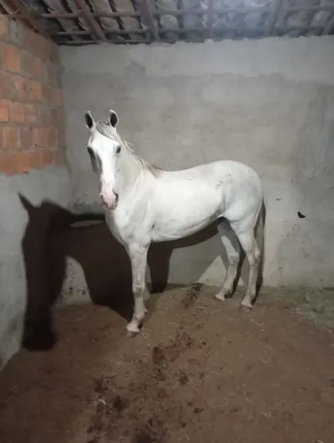 Cavalo de marcha picada $6,500