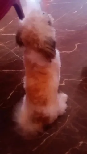 Vende um cachorro da raça Shitzu