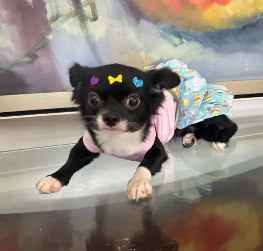 Chihuahua Pelo Longo para Reserva 