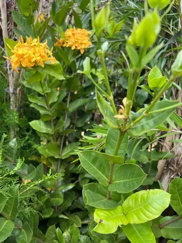 Muda de Ixora Rei Amarela
