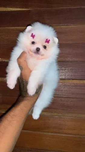 Lulu da pomerania fêmea branca baby face 