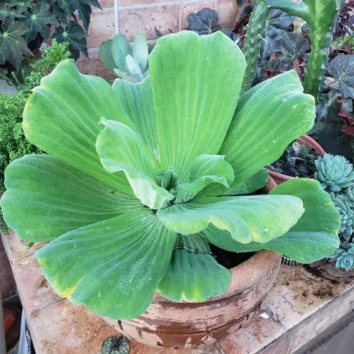 Alface d'água, planta aquática 4 mudas por R$ 10,00