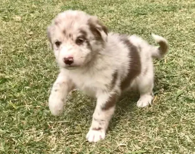Border collie Machinho filhote com 57 dias com pedigree vacina e garantias em contrato