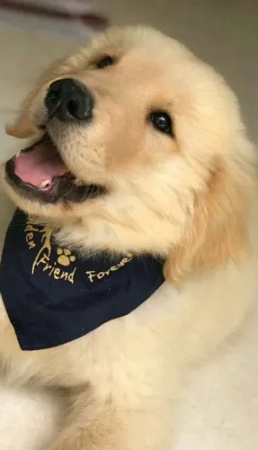 Golden Retriever filhote lealdade não se encontra em qualquer lugar