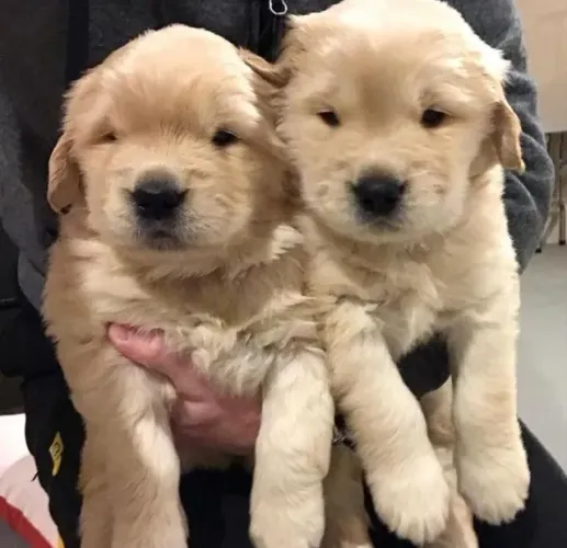 Duas fêmeas de Golden retriever filhotes com 57 dias vacinadas e com pedigree disponíveis