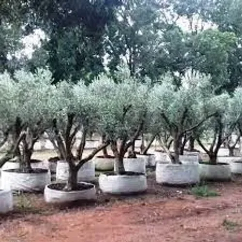 Oliveiras Adulta 50 anos de idade