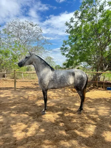 Égua registrada de marcha picada 