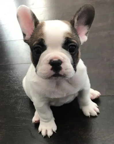O Bulldog Francês é um cão compacto, carismático e cheio de personalidade!