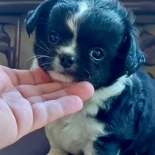 Filhotes de Chihuahua Disponíveis - Canil Chi Brave Cane 