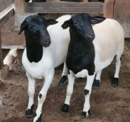 Filhote Ovelhas Dorper/ Santa Inês em Embu Guaçu sp