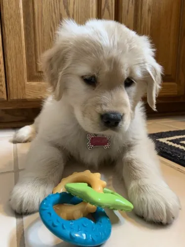 Filhote Golden Retriever  fofuchos 