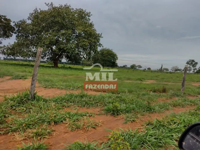 Fazenda em Pium-TO. (266 Alqueires) Safra - Safrinha