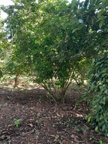 Vendo um terreno