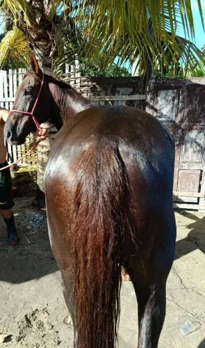 Vendo Cavalo Quarto De Milha