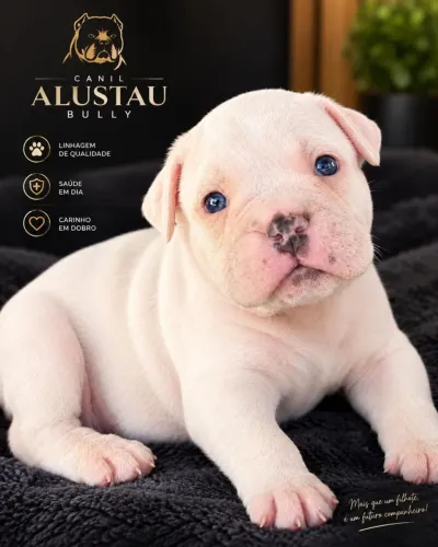 Filhotes American Bully Exótic disponíveis 