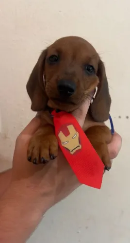 Dachshund de Linhagem Especial Disponível