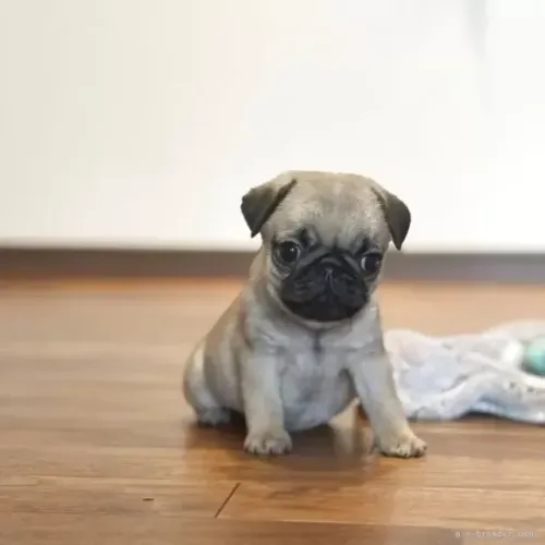 Filhotinhos pug miniatura de linhagem selecionada saudável