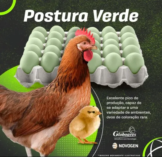 Pintinhos poedeira ovo verde